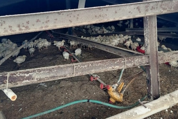 Sakarya'da &ccedil;iftliğin &ccedil;atısı &ccedil;&ouml;kt&uuml;; binlerce tavuk &ouml;ld&uuml;