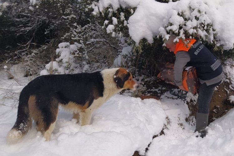 Bursa'da sokaktaki canlar sahipsiz kalmadı