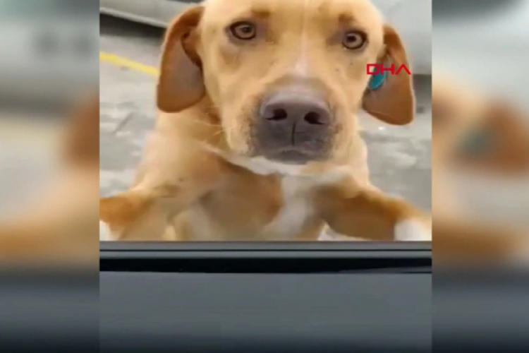 Sakarya'da kendisine yemek verenleri tanıyan k&ouml;pek peşlerini bırakmadı