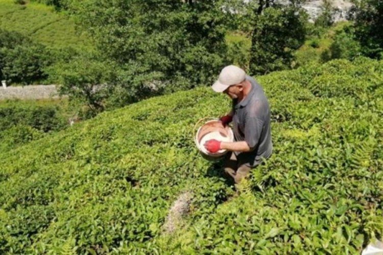 &Ccedil;AYKUR'dan yaş &ccedil;ay alım fiyatıyla ilgili a&ccedil;ıklama geldi