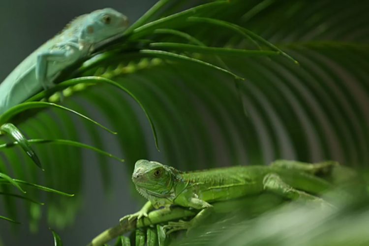 Şaşırtan hava durumu uyarısı: G&ouml;kten iguana yağabilir