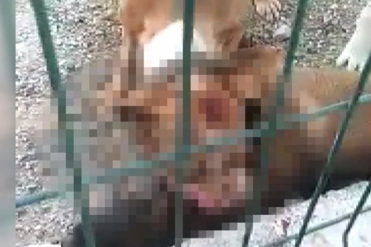 Kafesi par&ccedil;alayan pitbull başka bir k&ouml;peği boğarak &ouml;ld&uuml;rd&uuml;