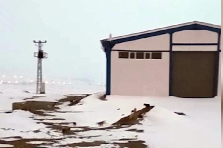 Erzurum'da donmak &uuml;zere olan 63 yavru k&ouml;pek kurtarıldı