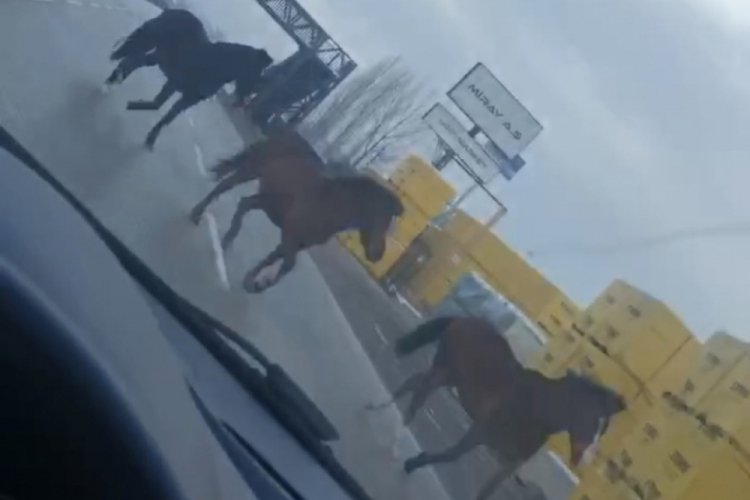 Bursa'da ana yolda gezen atlar tehlike teşkil ediyor