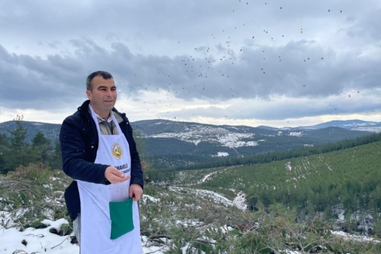 Bursa'da karla kaplı kızıl&ccedil;am ormanına, 280 kilogram tohum serpildi
