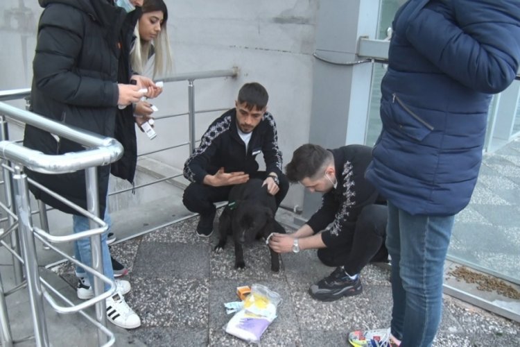 Sahipsiz pitbull k&ouml;pek sokak k&ouml;peğiyle boğuştu!