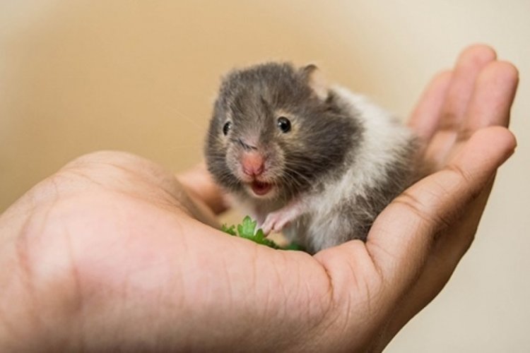 Kovid-19 hamsterlardan insanlara bulaşabiliyor