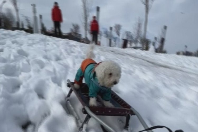 İstanbul Beylikd&uuml;z&uuml;'nde k&ouml;peğin karda kayak keyfi