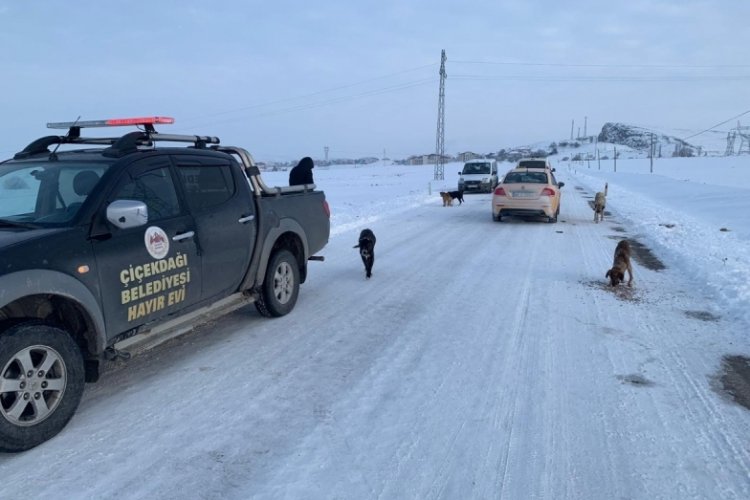 Sokak k&ouml;peklerini soğuk havada zehirleyip &ouml;l&uuml;me terk ettiler