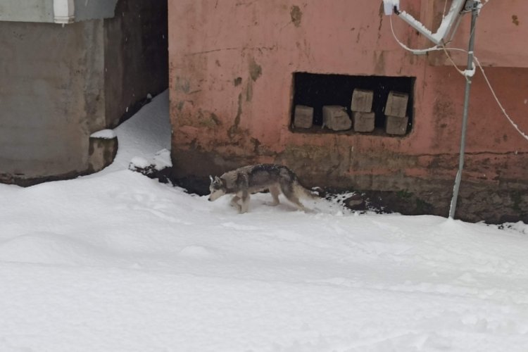 A&ccedil; kalan kurt il&ccedil;e merkezine indi
