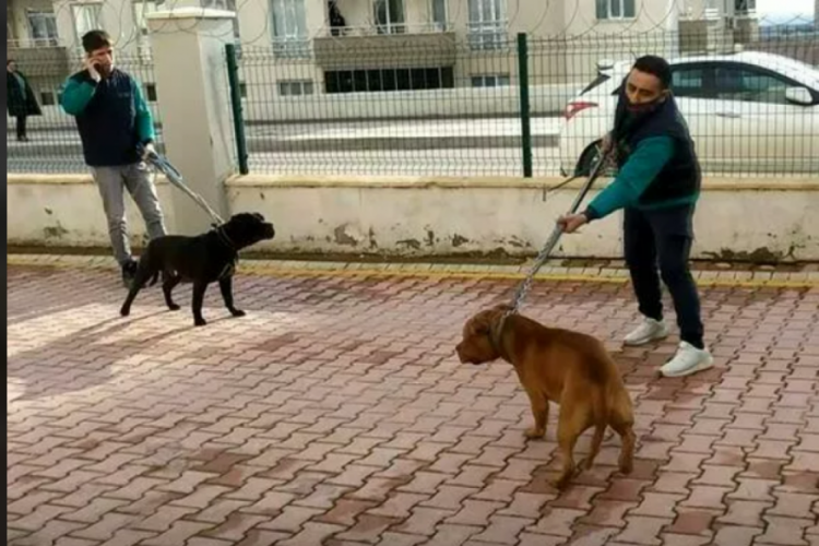 Asiye Ateş'e saldıran pitbull cinsi k&ouml;pekler iddianamede silah sayıldı