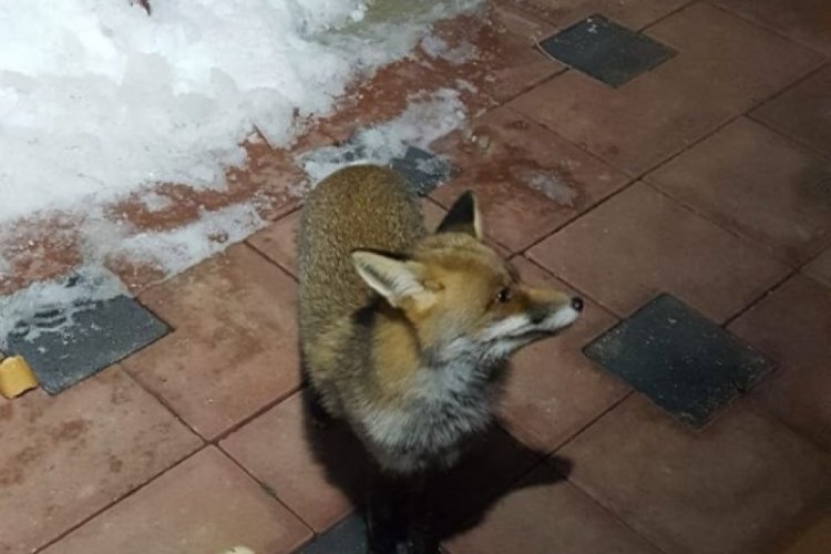 Bursa'da kapılarına kadar gelen tilkiyi b&ouml;yle beslediler