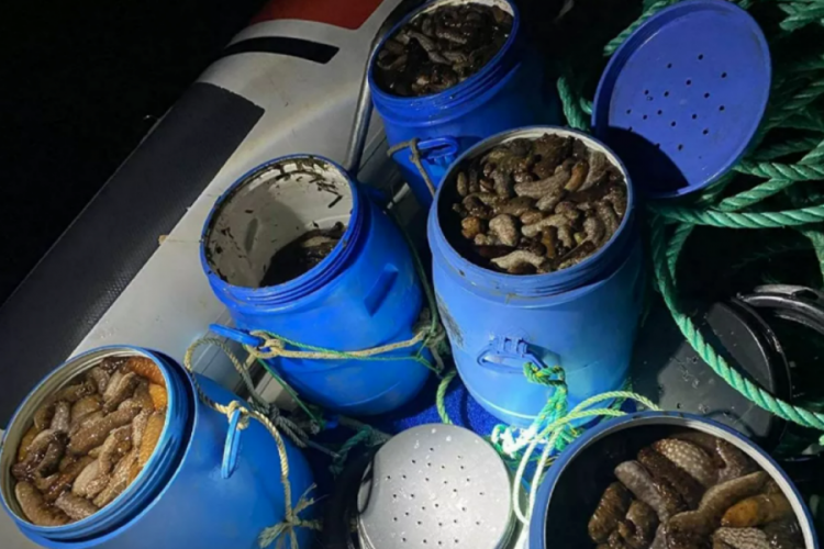 Ka&ccedil;ak avlanan 550 kilo deniz patlıcanı ele ge&ccedil;irildi