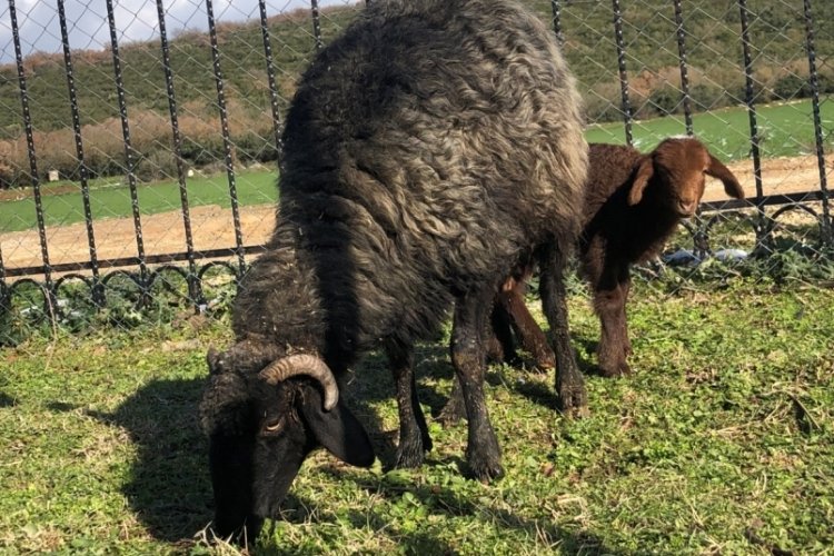 Bursa'da analı kuzulu kurtarma operasyonu