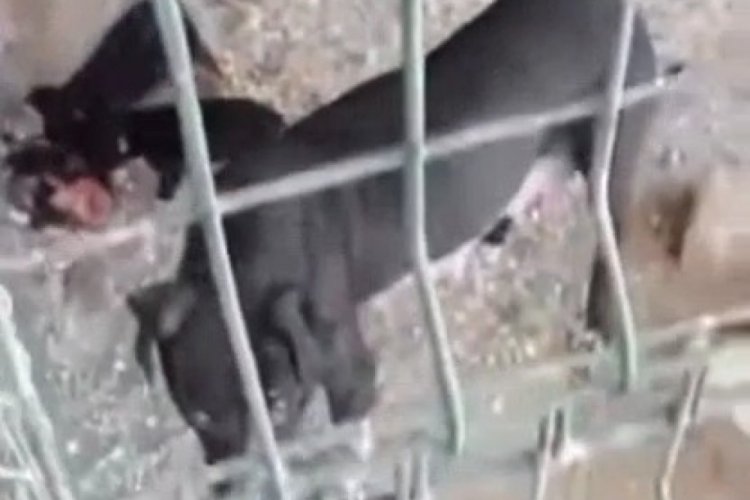 Hatay'da hayvanların o g&ouml;r&uuml;nt&uuml;lerine soruşturma!