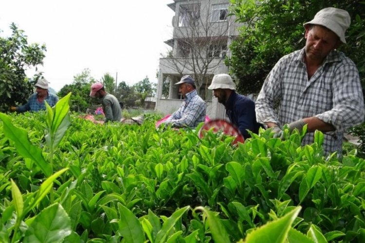 G&ouml;zler &ccedil;ıkacak '&Ccedil;ay Kanunu'nda