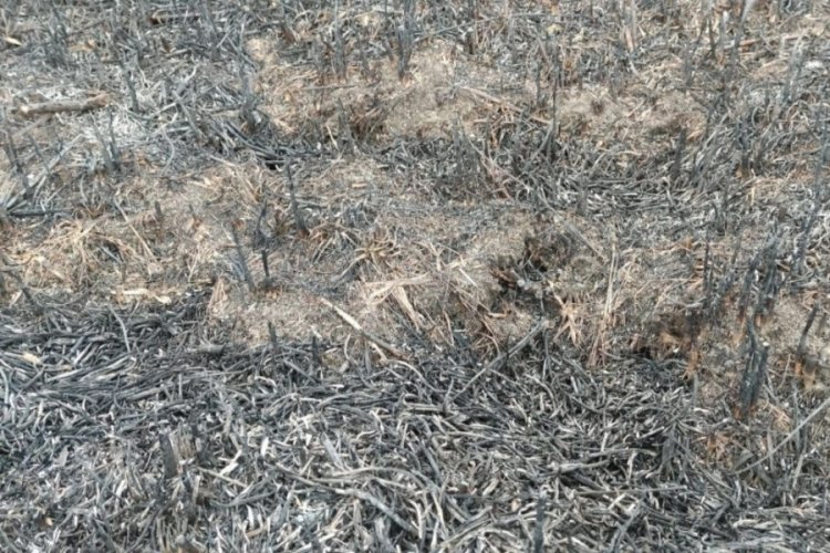 Bursa'da otluk alanda &ccedil;ıkan yangının izleri ortaya &ccedil;ıktı