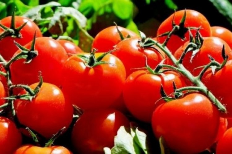 Domates altınla yarışıyor! Menemen yapmak hayal oldu