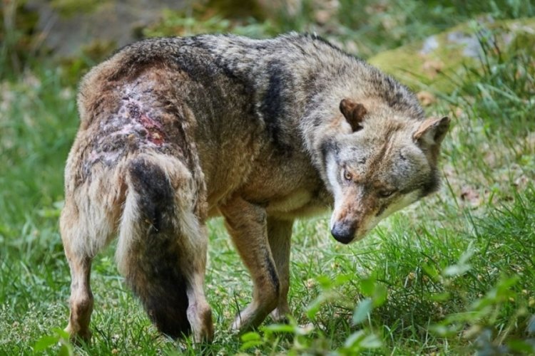 Muş'ta kurda eziyete 10 bin lira ceza