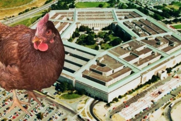 Pentagon'da tavuk alarmı: Binaya girmeye &ccedil;alışınca yakalandı