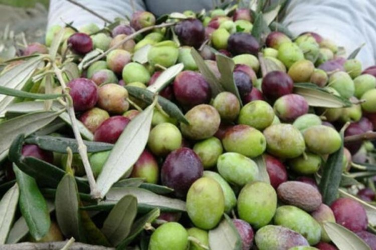 Zeytin ve zeytinyağı ihracatında rekor artış!