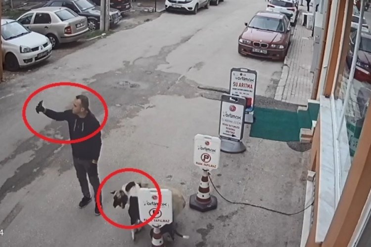 Bursa'da pitbull, sokak k&ouml;peğine saldırdı