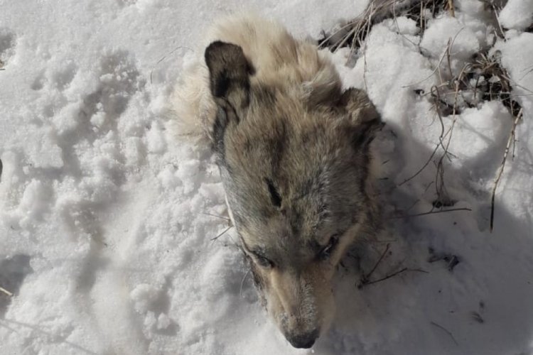 K&ouml;peklerin saldırısına uğrayan kurttan geriye kafası kaldı