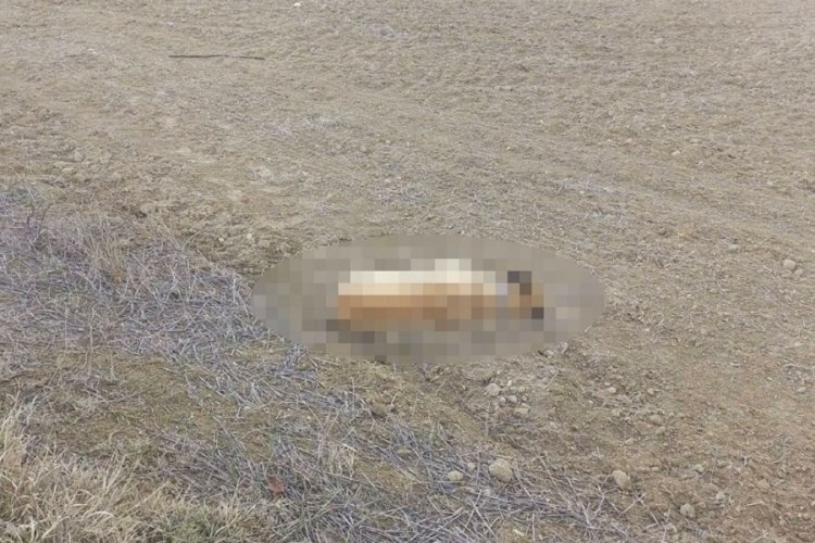 '&Ouml;l&uuml; k&ouml;pek videosu' konusuna a&ccedil;ıklama geldi!