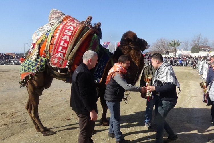 12.Geleneksel Karaağa&ccedil; Folklorik Deve G&uuml;reşleri yapıldı