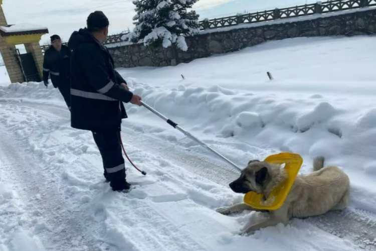 Karab&uuml;k'te boynuna &ccedil;&ouml;p kutusu kapağı takılan k&ouml;pek kurtarıldı