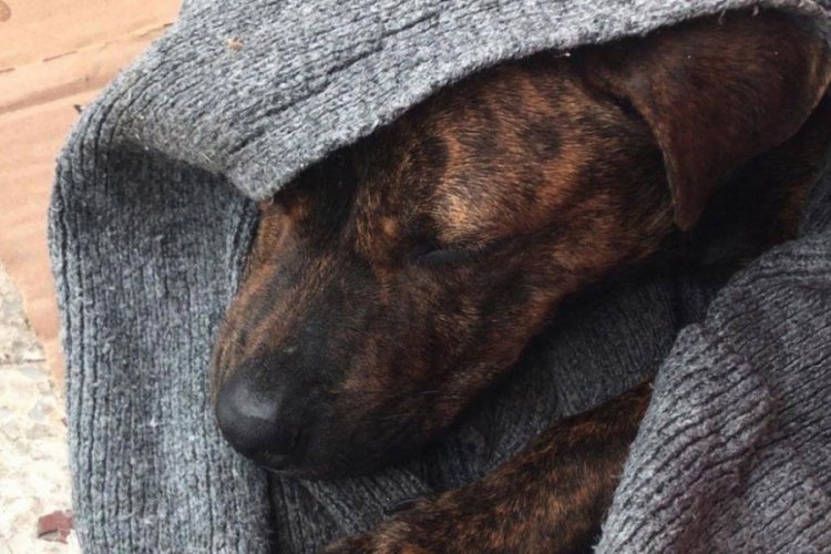 Denizli'de sokak k&ouml;peğine cinsel saldırı iddiası