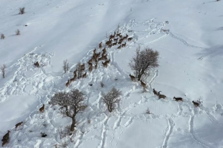 Yaban ke&ccedil;ileri g&ouml;ky&uuml;z&uuml;nden g&ouml;r&uuml;nt&uuml;lendi