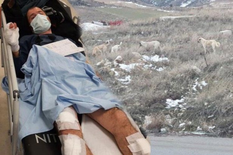 K&ouml;pek s&uuml;r&uuml;s&uuml; vatandaşa saldırdı