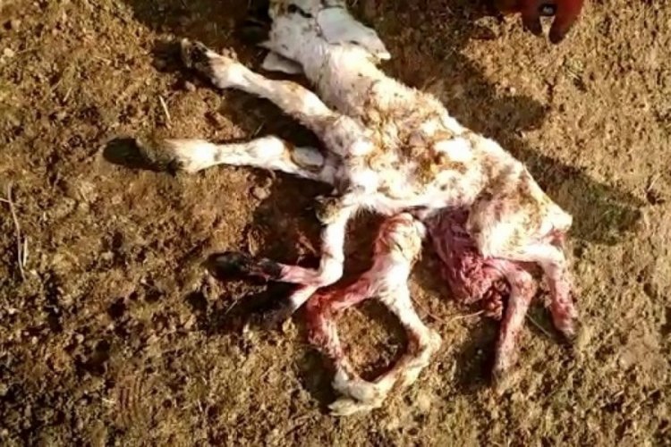 8 ayaklı kuzu g&ouml;renleri hayrete d&uuml;ş&uuml;rd&uuml;