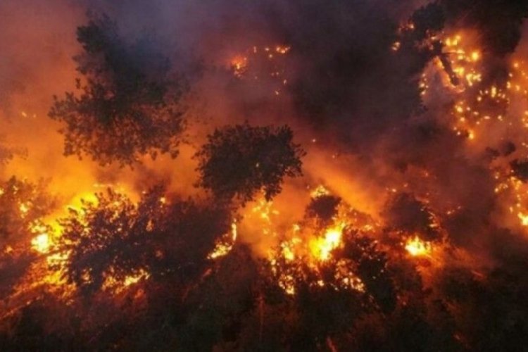 Arjantin'de y&uuml;zlerce hektarlık orman yandı