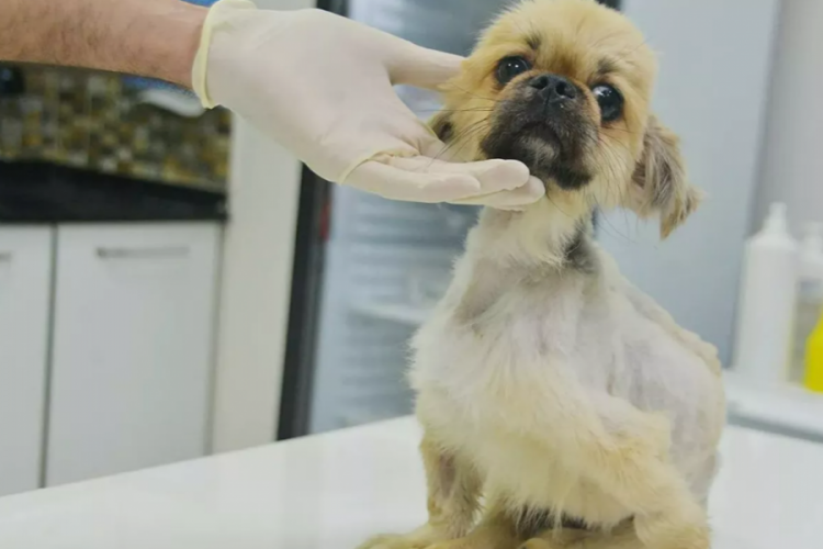 K&ouml;peği anestezisiz kısırlaştıran veteriner hekim hakkında soruşturma