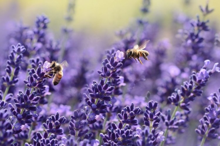 Tıbbi aromatik ve s&uuml;s bitkisine destek