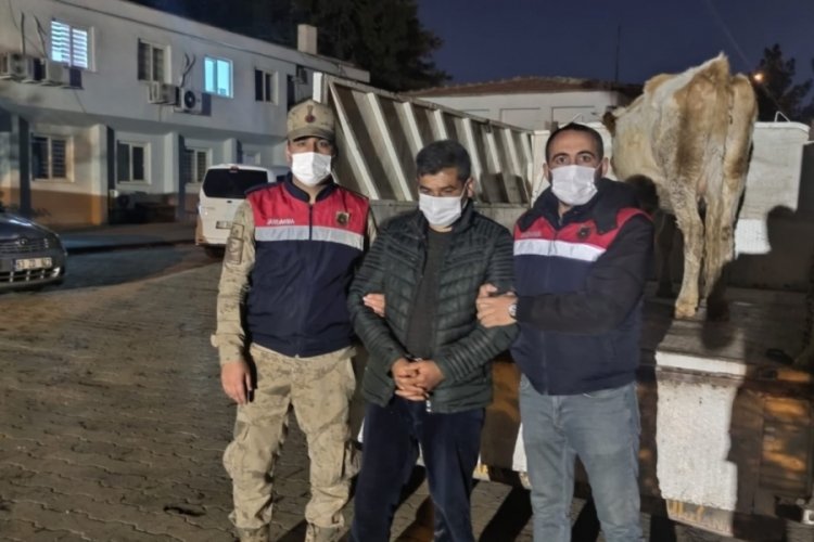 İnek hırsızı JASAT'tan ka&ccedil;amadı