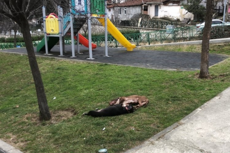 Bursa'da kendilerine saldıran Pitbull k&ouml;pekleri tabancayla &ouml;ld&uuml;rd&uuml;ler