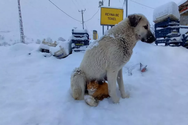 Bakanlık harekete ge&ccedil;ti: Atıklar yem olacak