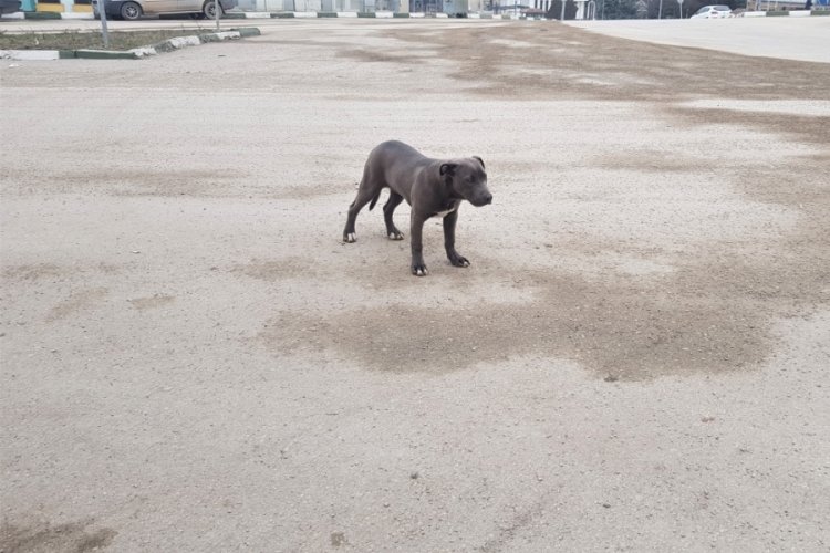Yavru Pitbull'u sokağa terk ettiler