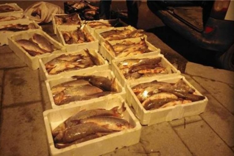 İstanbul Terkos G&ouml;l&uuml;'nde ka&ccedil;ak avlanan 400 kg Akbalığa el konuldu