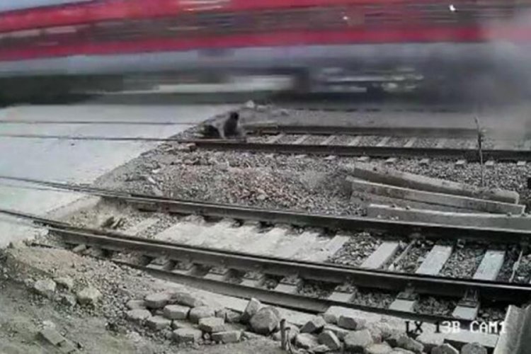 Trenin altında kalmaktan son anda kurtuldu