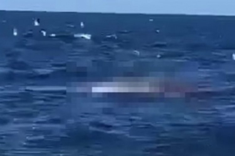 Y&uuml;z&uuml;c&uuml; bir anda k&ouml;pek balığına yem oldu!