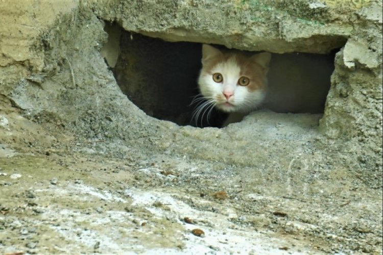 Ortalık karıştıran iddia: Kediler varken beton d&ouml;kt&uuml;ler