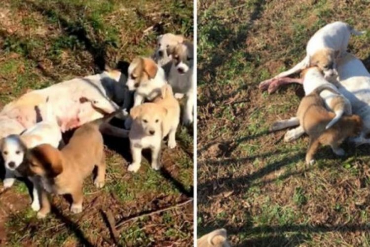 7 yavru &ouml;ld&uuml;r&uuml;len annelerinin başucundaki umutsuzca bekledi