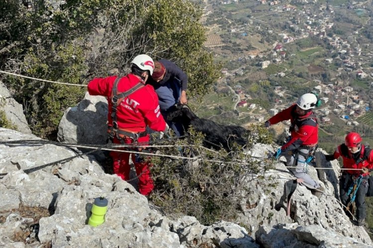 Kayalıklarda mahsur kalan ke&ccedil;i 5 g&uuml;n sonra kurtarıldı