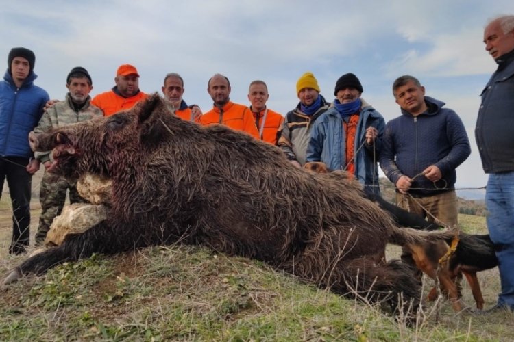 220 kiloluk domuz avcıya dehşeti yaşattı