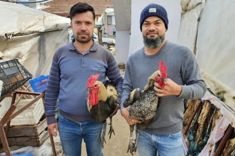 Denizli horozunun yumurtası yurt dışında kıymetli