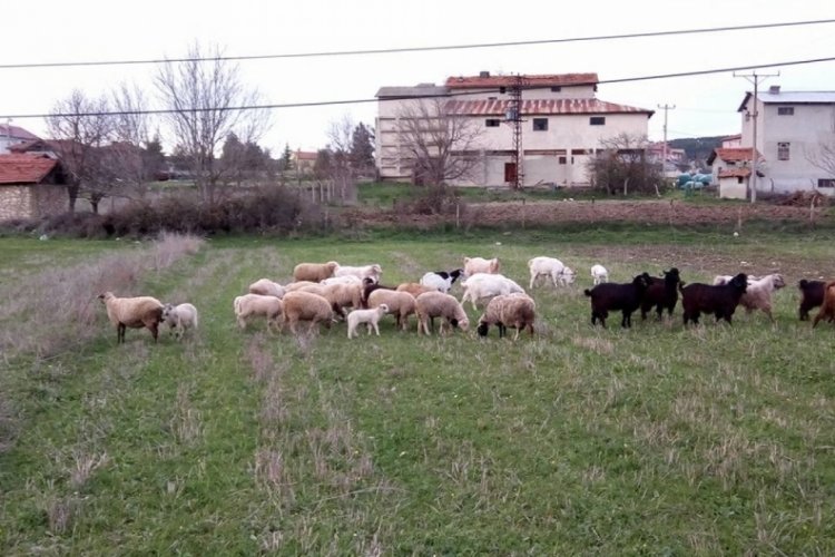 Neden bitiyor bu hayvancılık? Bursa'da 40 yıllık tecr&uuml;be anlattı (&Ouml;ZEL HABER)
